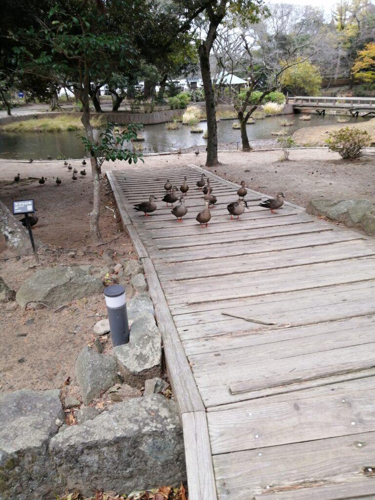 出雲大社の鴨